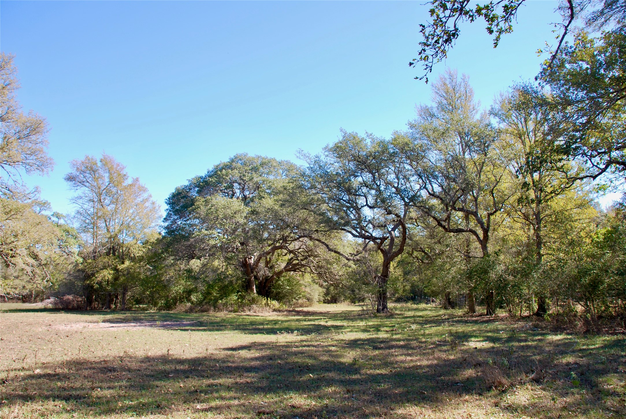 90 St Schulenburg Tx 78956 Schulenburg, TX 78956 - Photo 12 of 48 a view of a yard with large trees