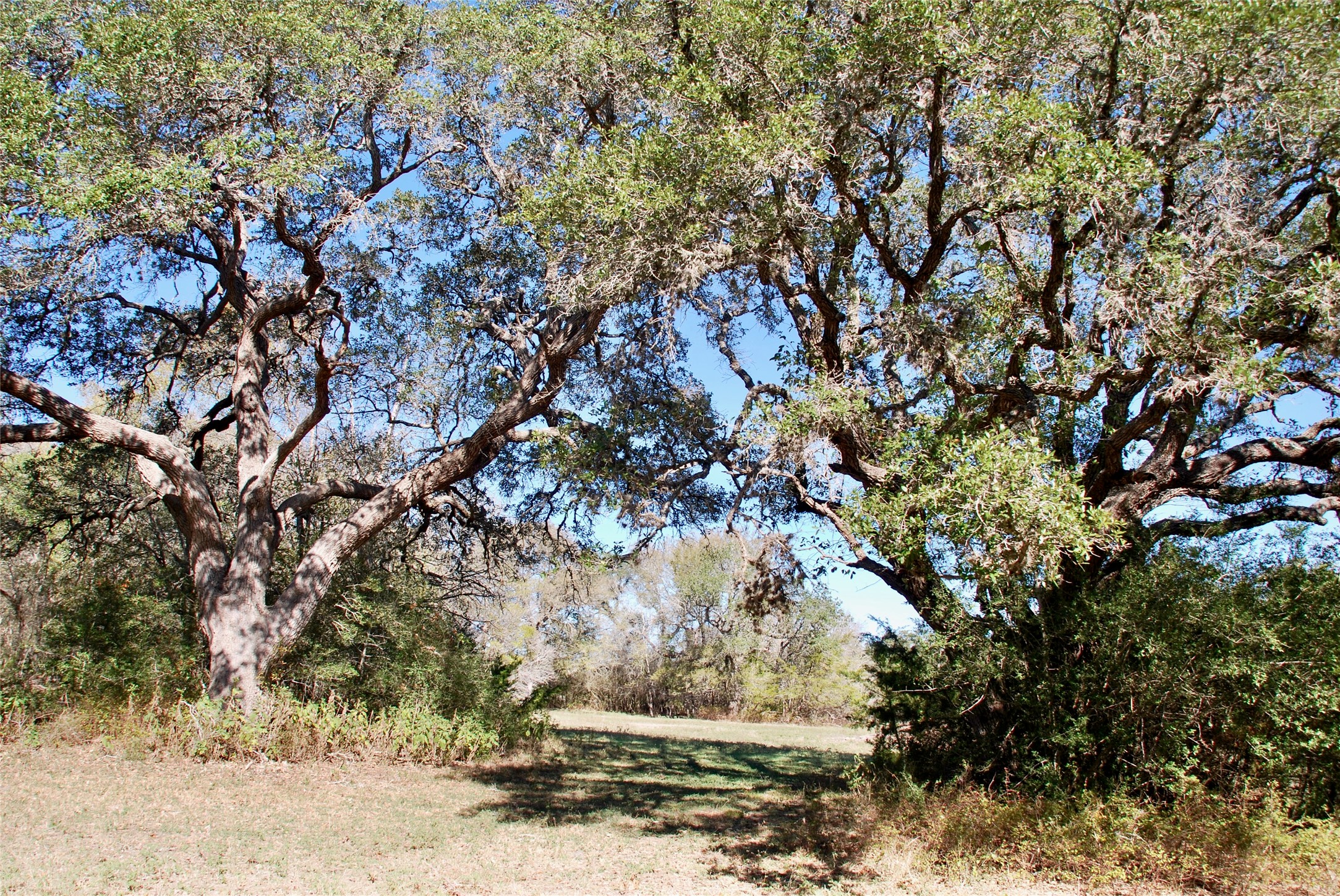 90 St Schulenburg Tx 78956 Schulenburg, TX 78956 - Photo 14 of 48 a view of tree
