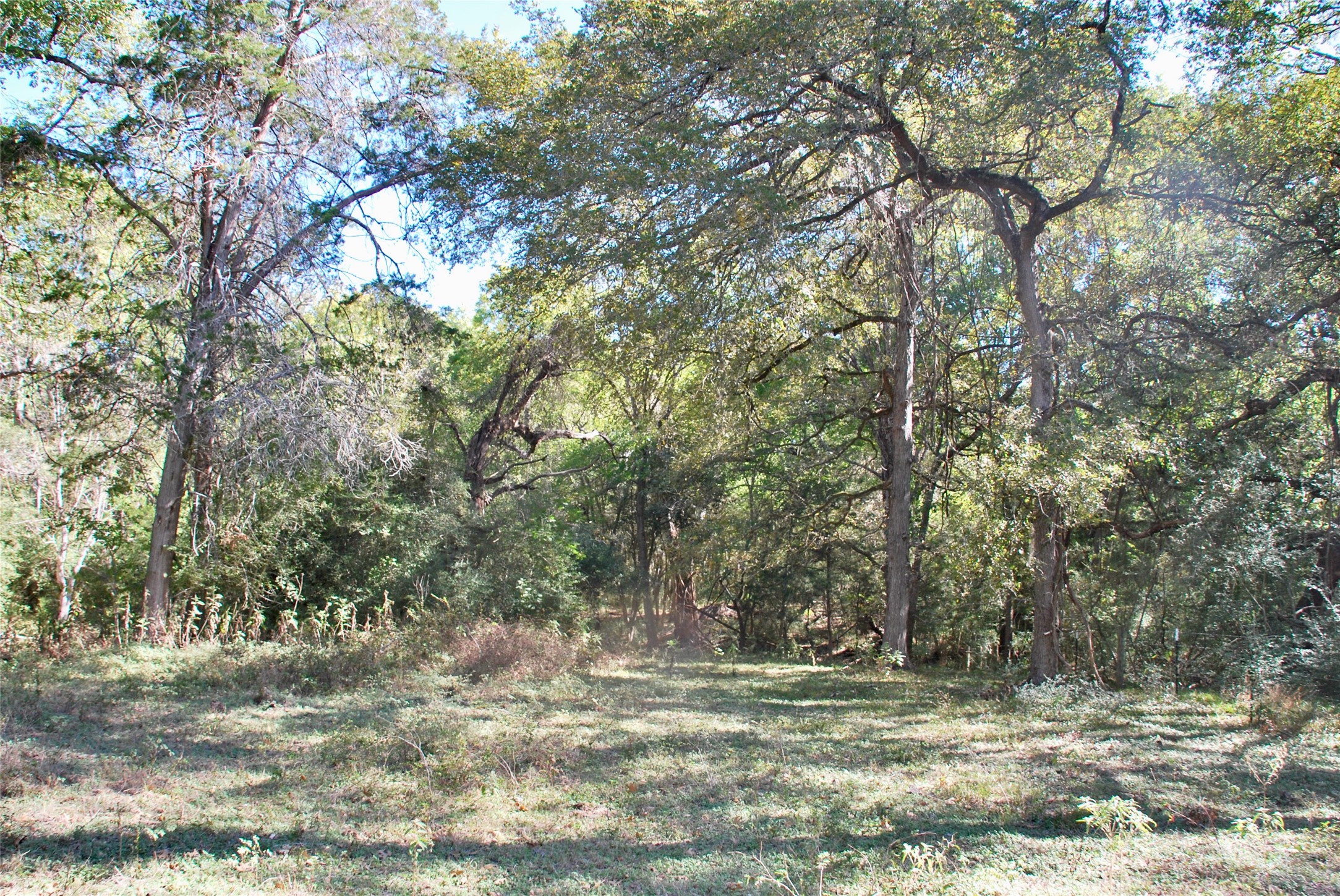 90 St Schulenburg Tx 78956 Schulenburg, TX 78956 - Photo 15 of 48 a view of a yard with large trees