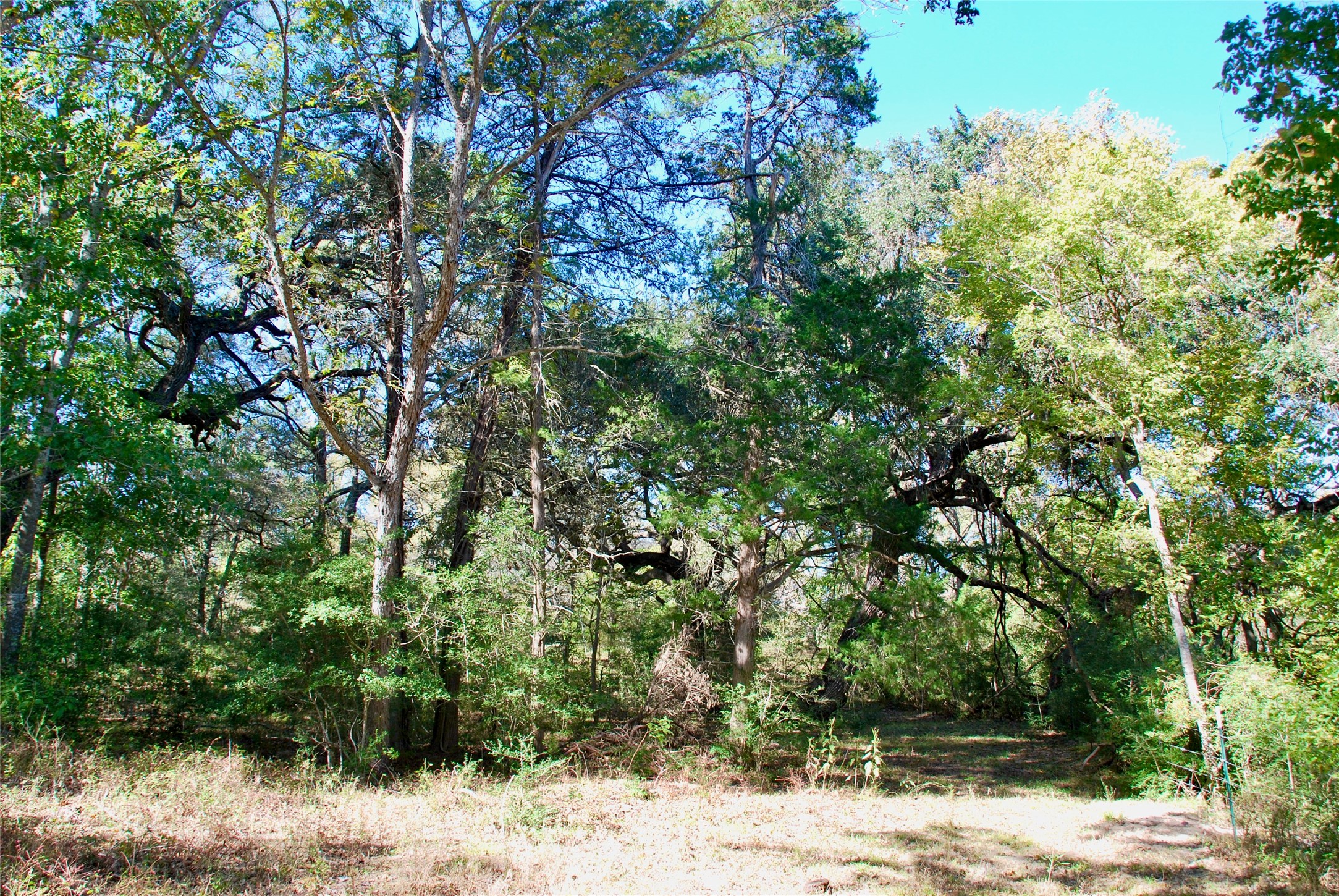 90 St Schulenburg Tx 78956 Schulenburg, TX 78956 - Photo 16 of 48 a view of a yard covered with trees