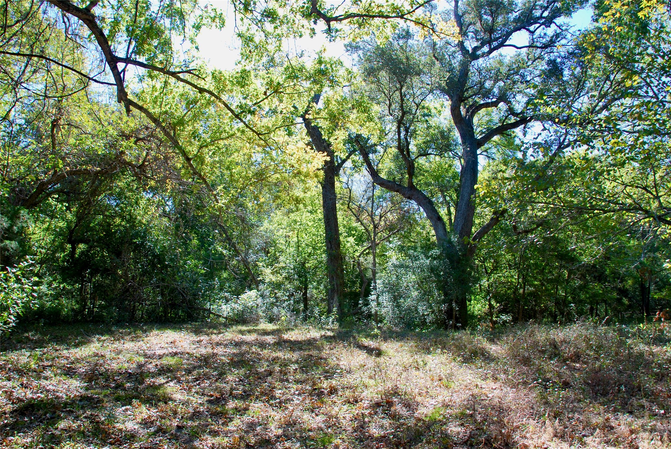 90 St Schulenburg Tx 78956 Schulenburg, TX 78956 - Photo 17 of 48 a view of a forest with trees