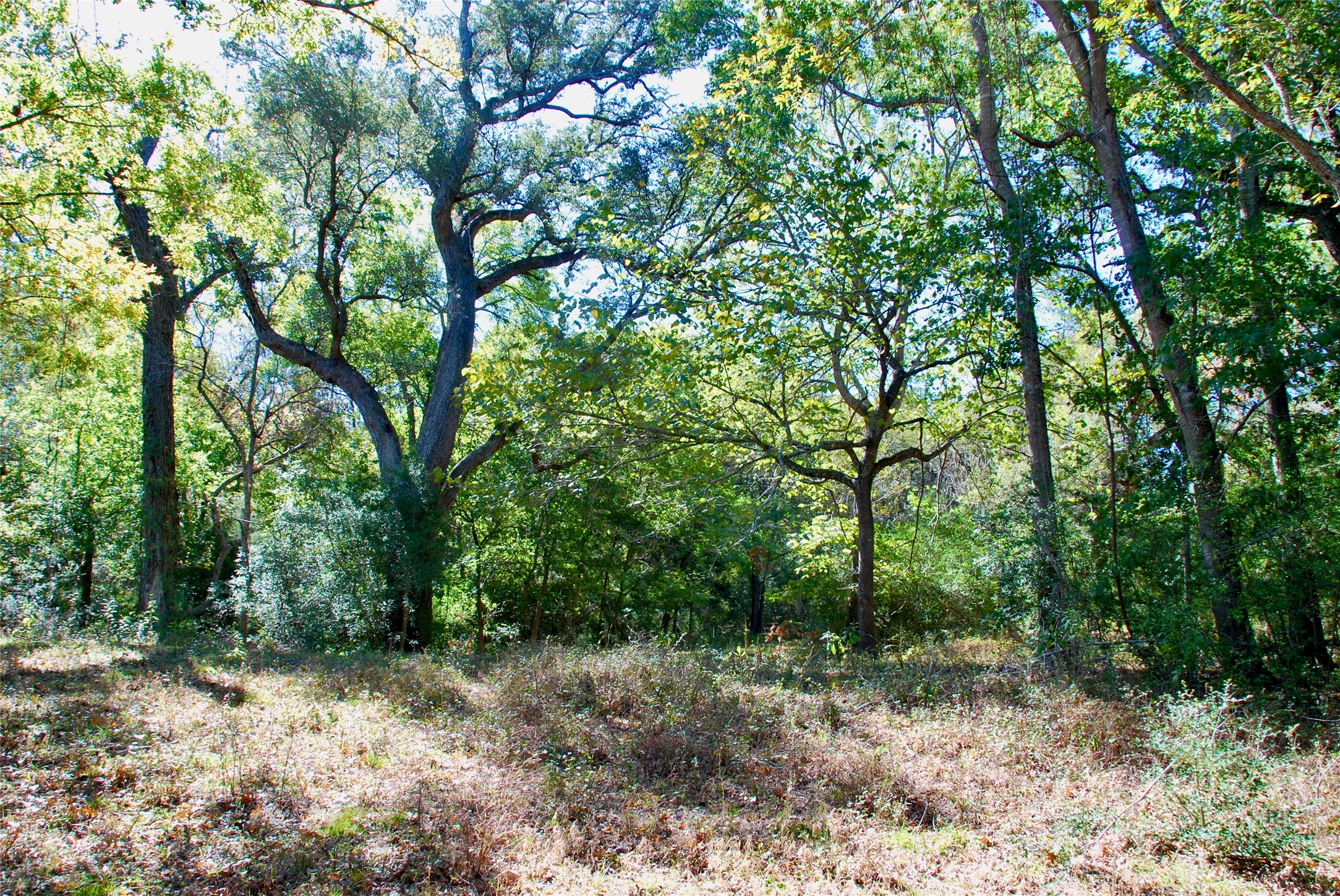 90 St Schulenburg Tx 78956 Schulenburg, TX 78956 - Photo 18 of 48 a backyard of a house with lots of trees