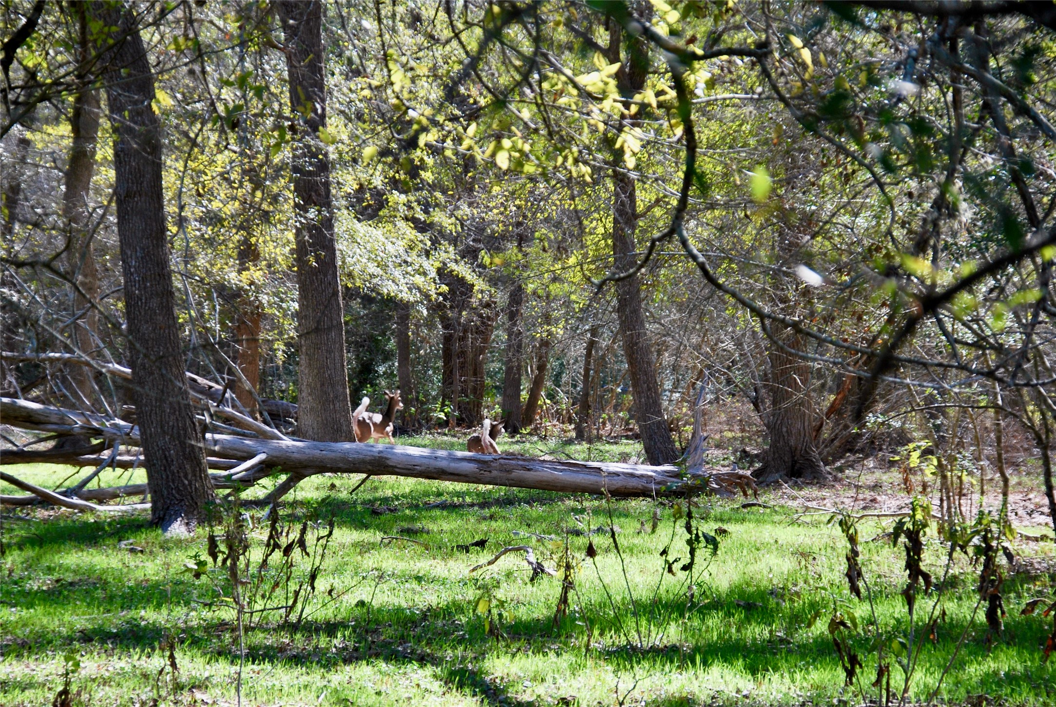 90 St Schulenburg Tx 78956 Schulenburg, TX 78956 - Photo 20 of 48 a view of yard with green space and porch