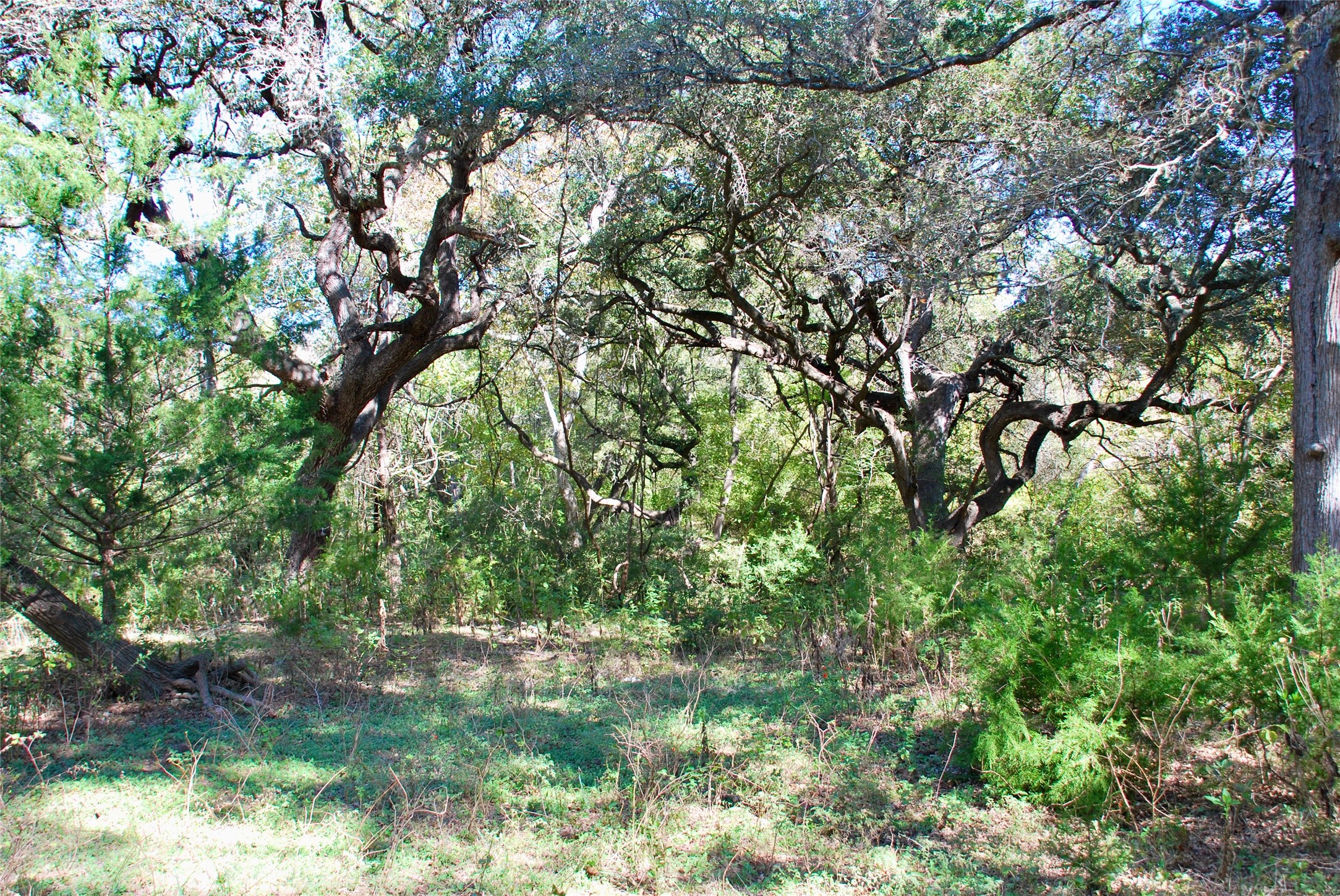 90 St Schulenburg Tx 78956 Schulenburg, TX 78956 - Photo 21 of 48 a view of a tree in a yard