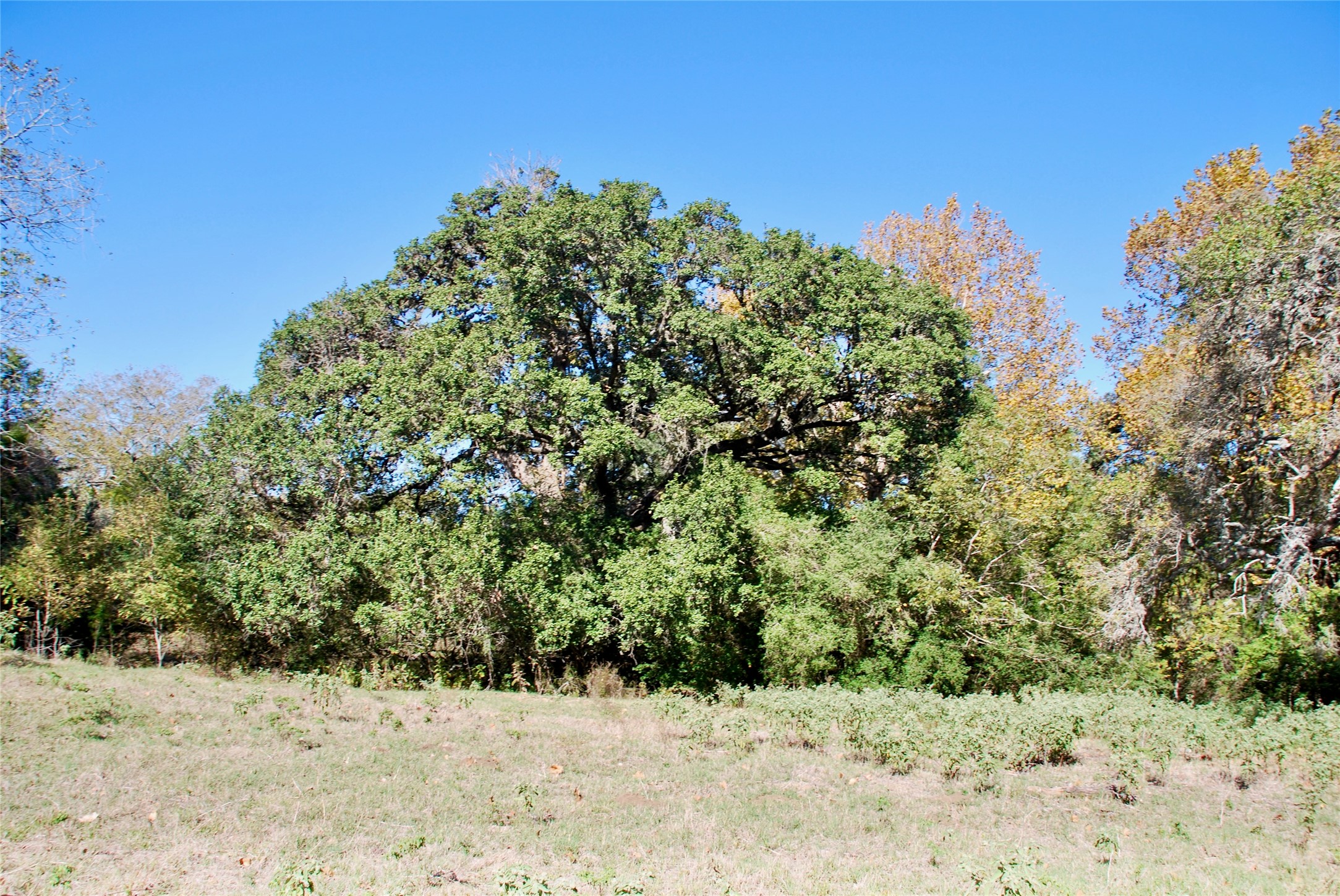 90 St Schulenburg Tx 78956 Schulenburg, TX 78956 - Photo 33 of 48 a view of a yard covered with snow in front of house