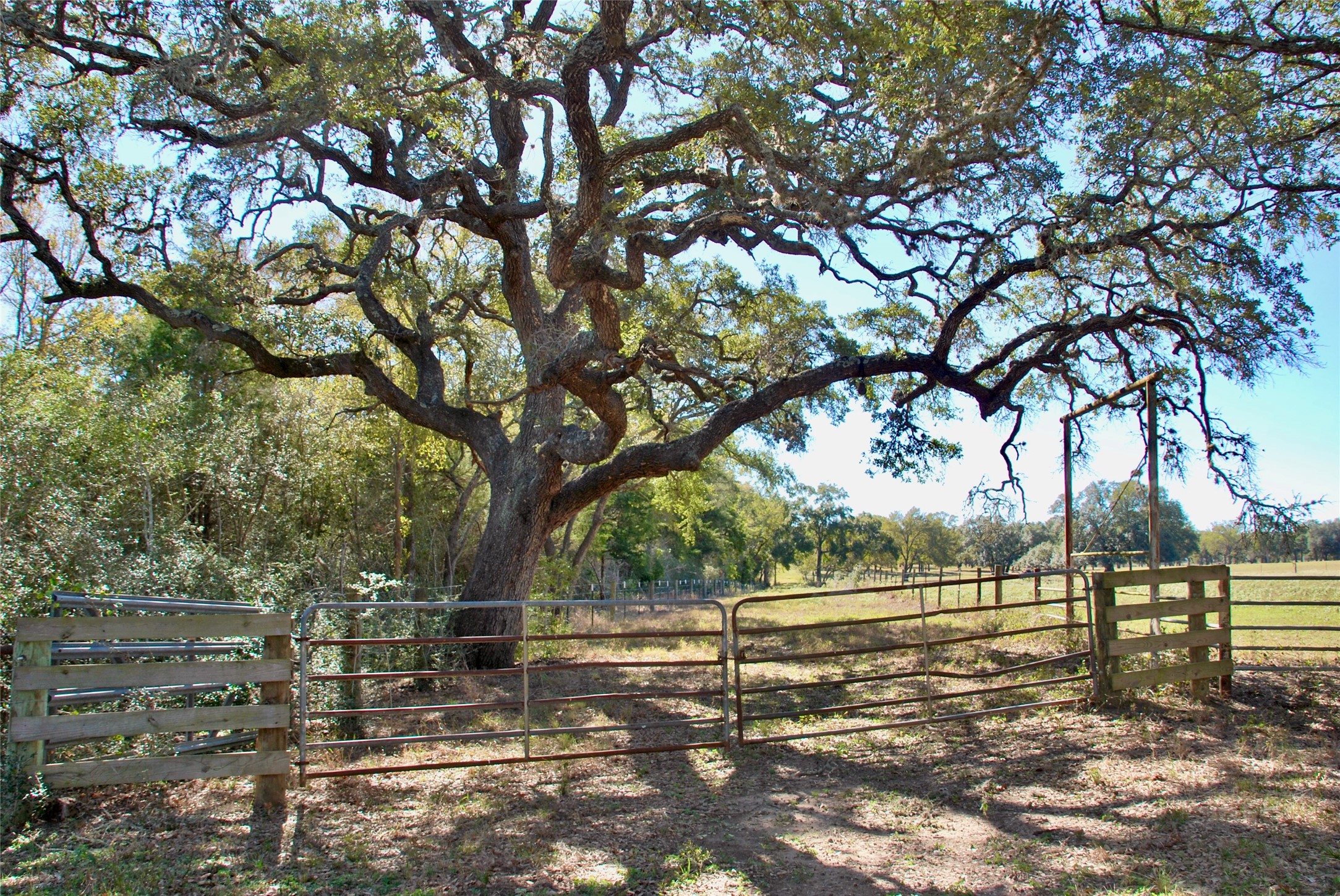 90 St Schulenburg Tx 78956 Schulenburg, TX 78956 - Photo 47 of 48 a view of a yard with a tree