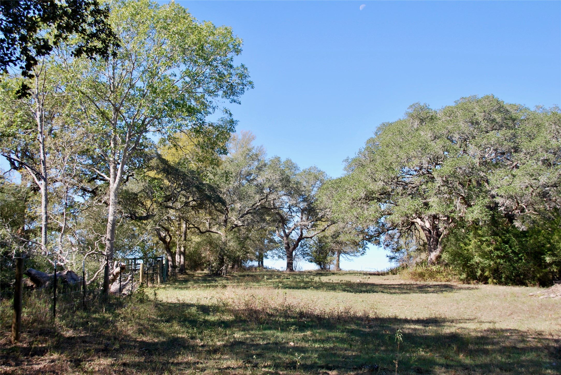 90 St Schulenburg Tx 78956 Schulenburg, TX 78956 - Photo 5 of 48 a view of a yard with large trees