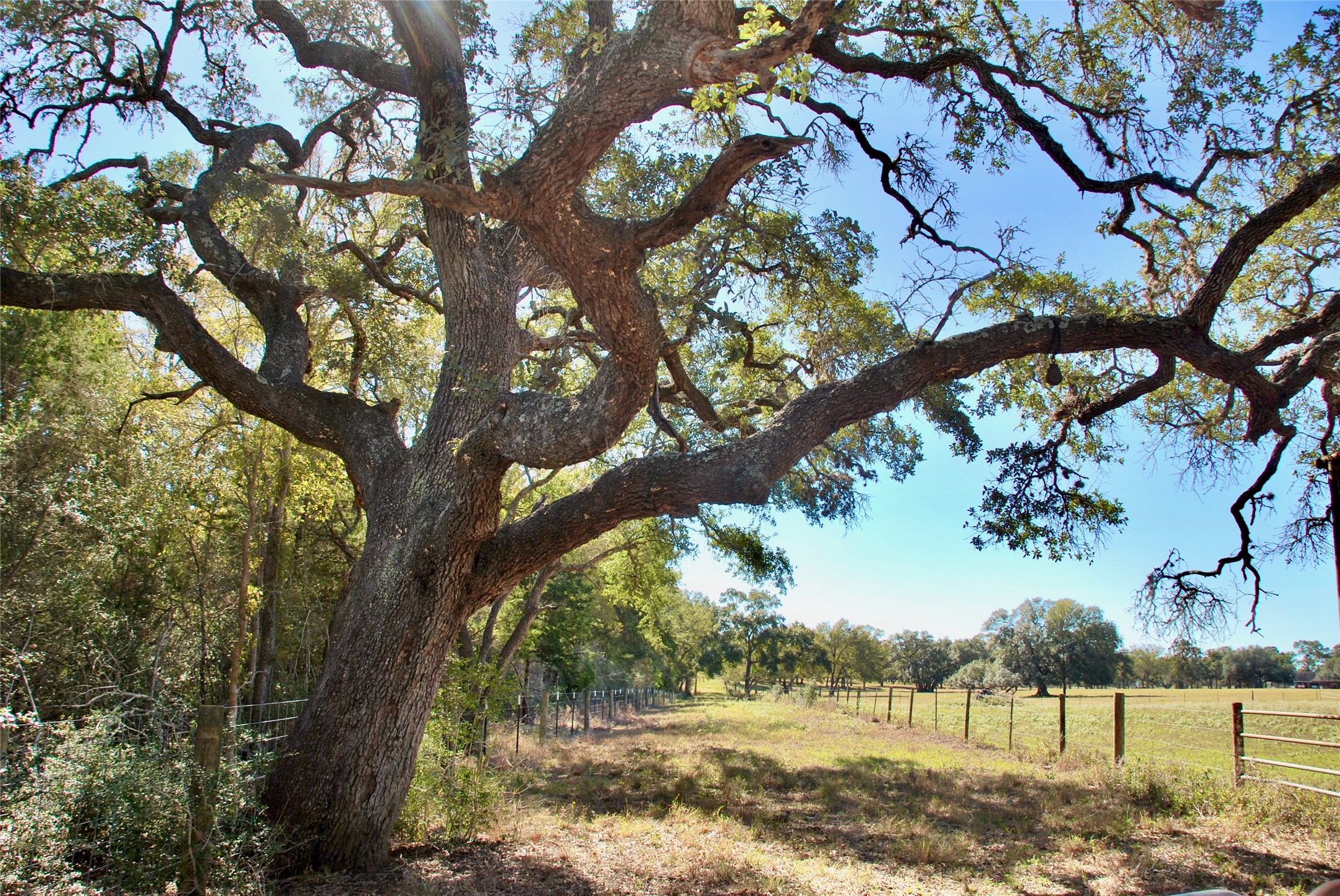 90 St Schulenburg Tx 78956 Schulenburg, TX 78956 - Photo 8 of 48 a view of a yard with a tree