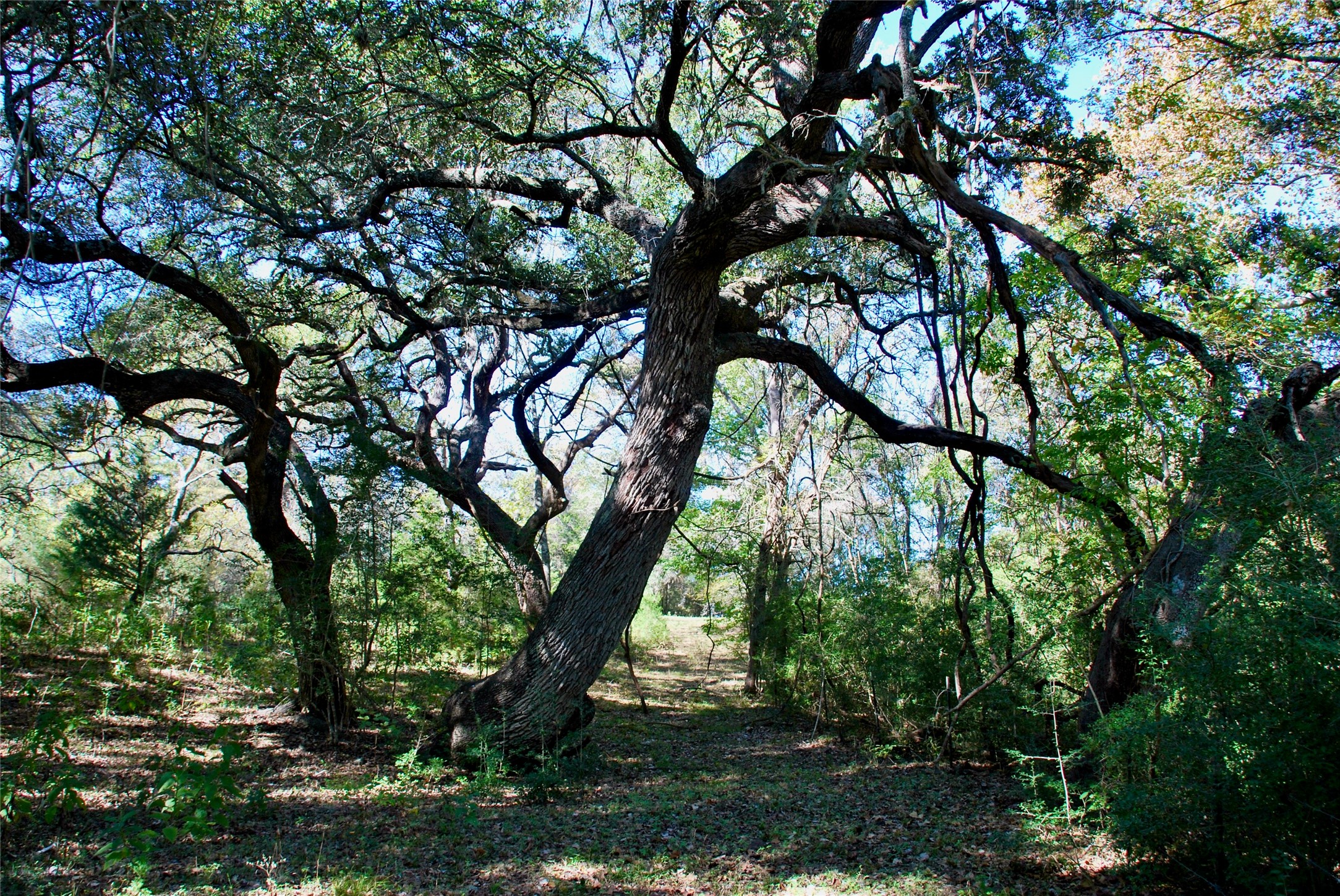 90 St Schulenburg Tx 78956 Schulenburg, TX 78956 - Photo 9 of 48 a view of tree