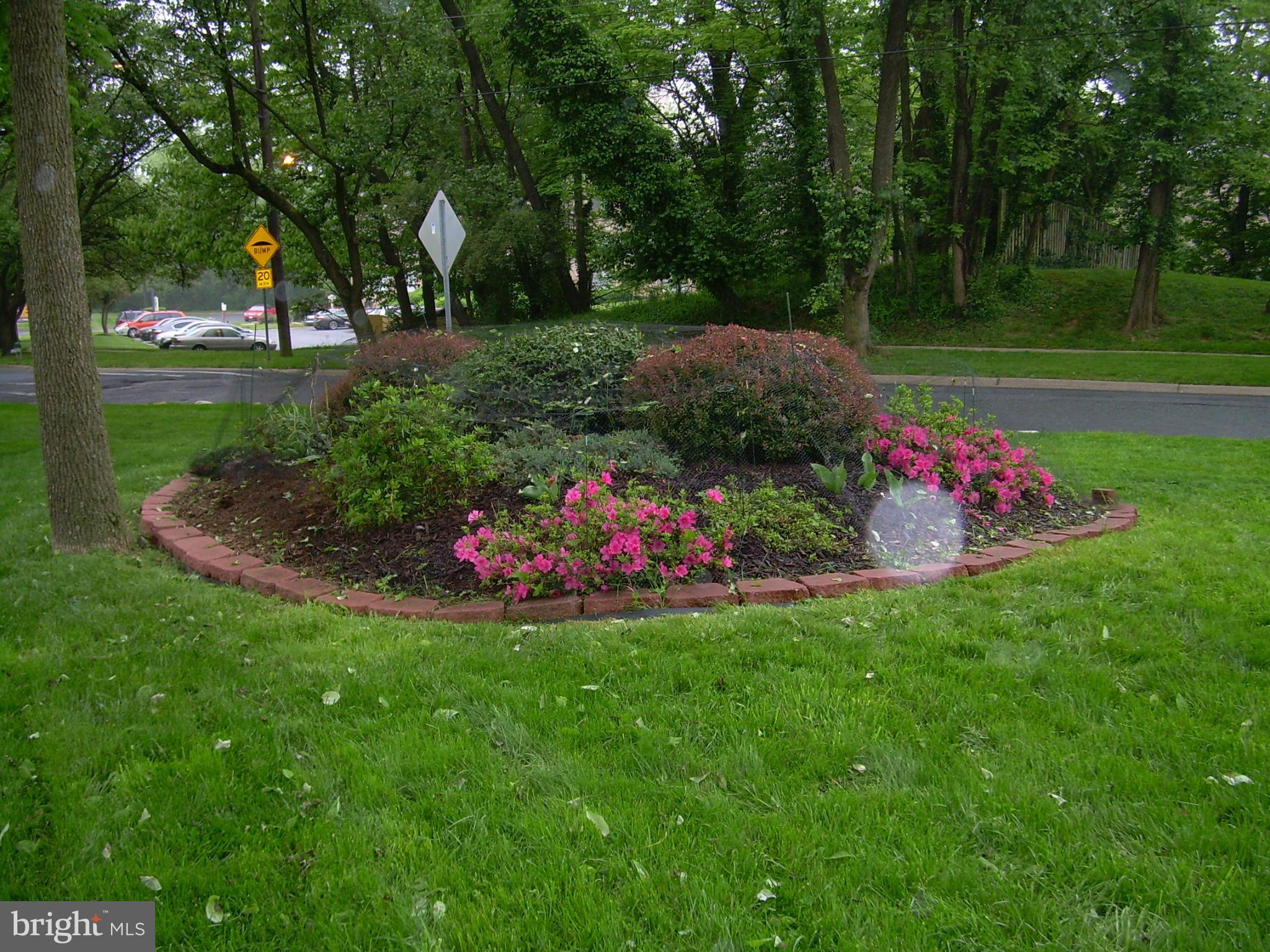 2440 Lyttonsville Road Silver Spring, MD 20910 - Photo 6 of 30 Side Lawn Azaleas and Tulips