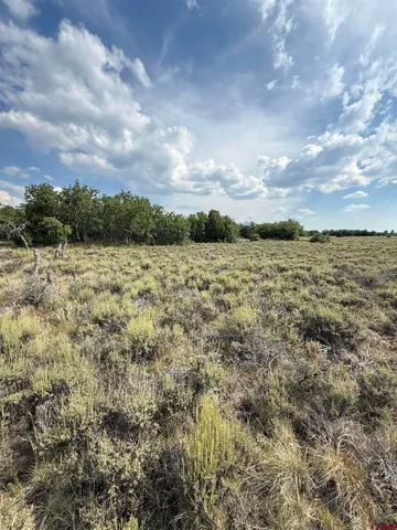 a view of a lush green yard