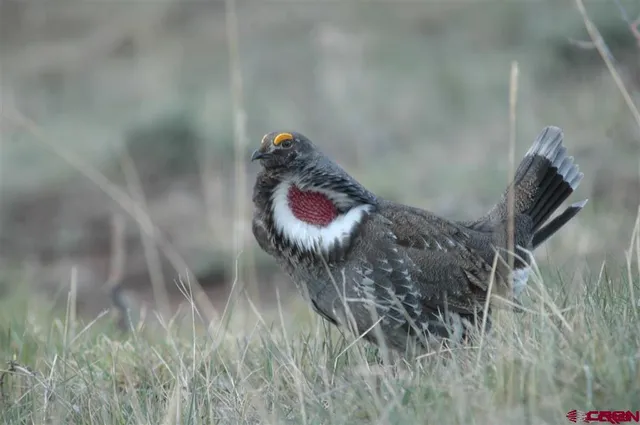 a view of a horse in the forest