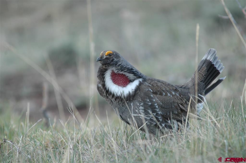 Tbd West Beaver Pines Loop Norwood, CO 81423 - Photo 6 of 16 a view of entryway with wooden floor