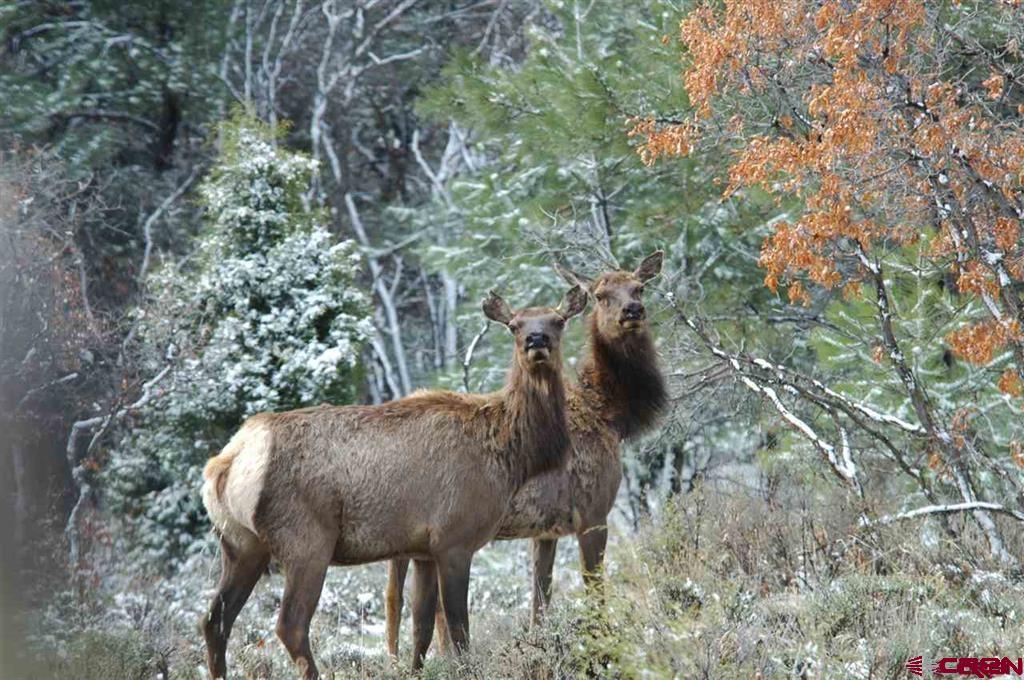 Tbd West Beaver Pines Loop Norwood, CO 81423 - Photo 7 of 16 a view of a horse in the forest