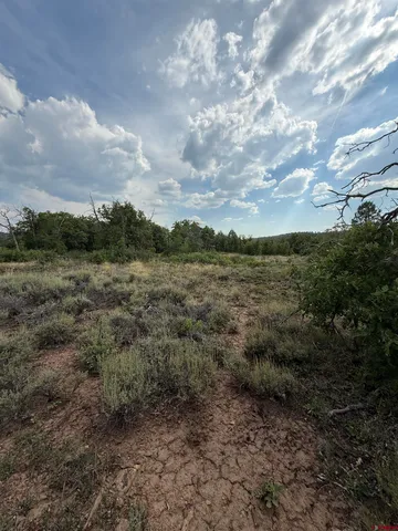 a view of a bunch of trees and houses