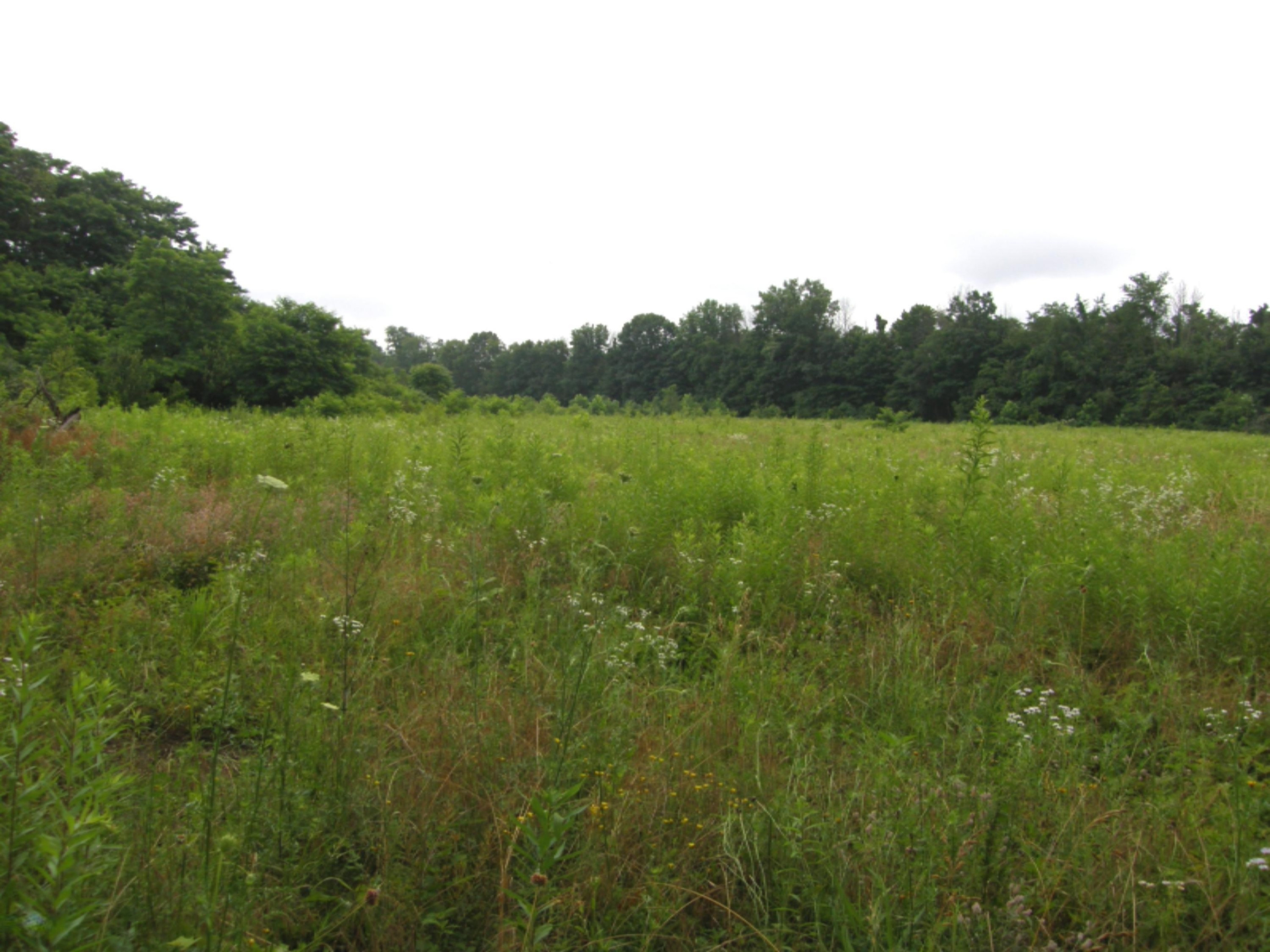 Ullery Road Niles, MI 49120 - Photo 5 of 15 Ullery_5_Summer