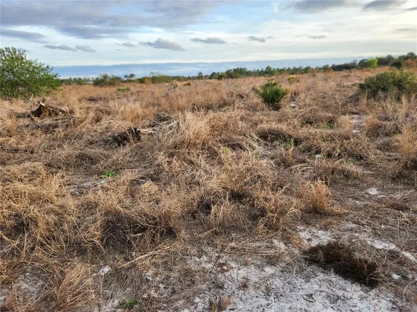 a view of a bunch of trees in a field