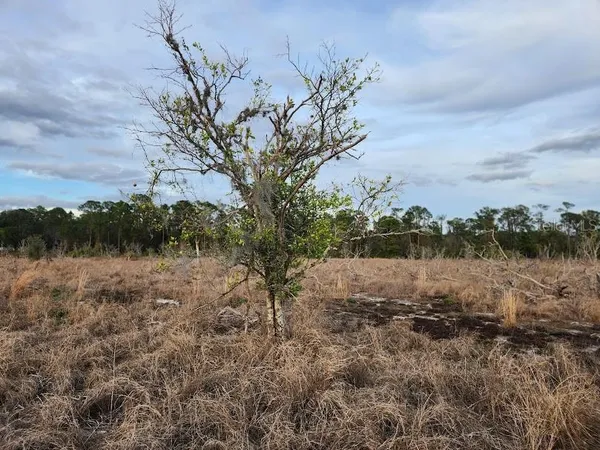 a view of a lake with a forest