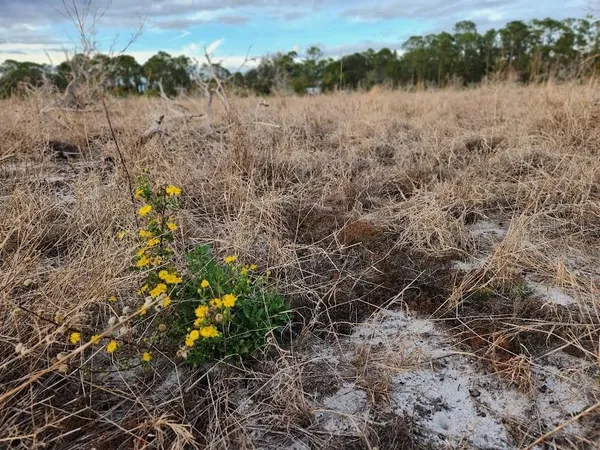 a view of a yard with wooden fence