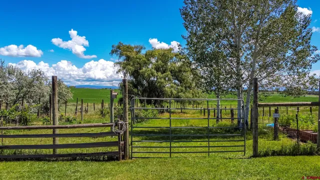 a view of a park with large trees