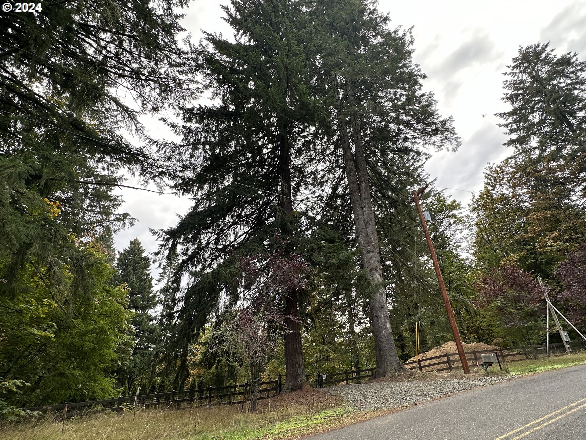 18700 Northwest Logie Trail Road Portland, OR 97231 - Photo 4 of 14 a view of a yard with a tree