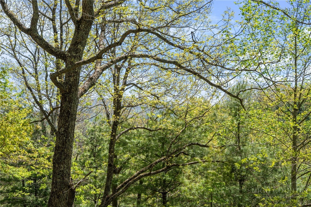 480 North Ridge Circle Boone, NC 28607 - Photo 36 of 50 a view of tree