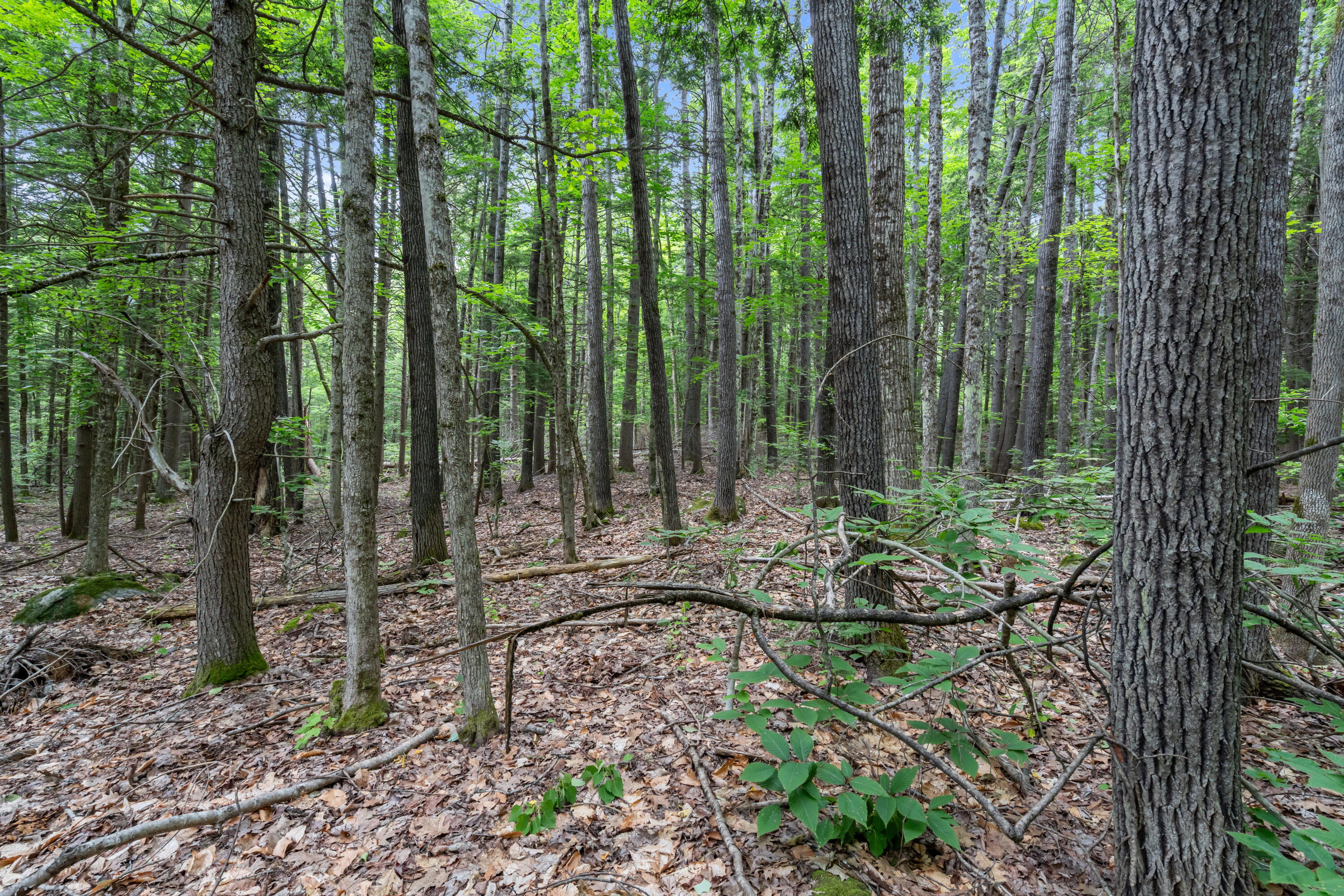 Lot 1-8 Watson Hill Road Limerick, ME 04048 - Photo 25 of 26 DSC00977