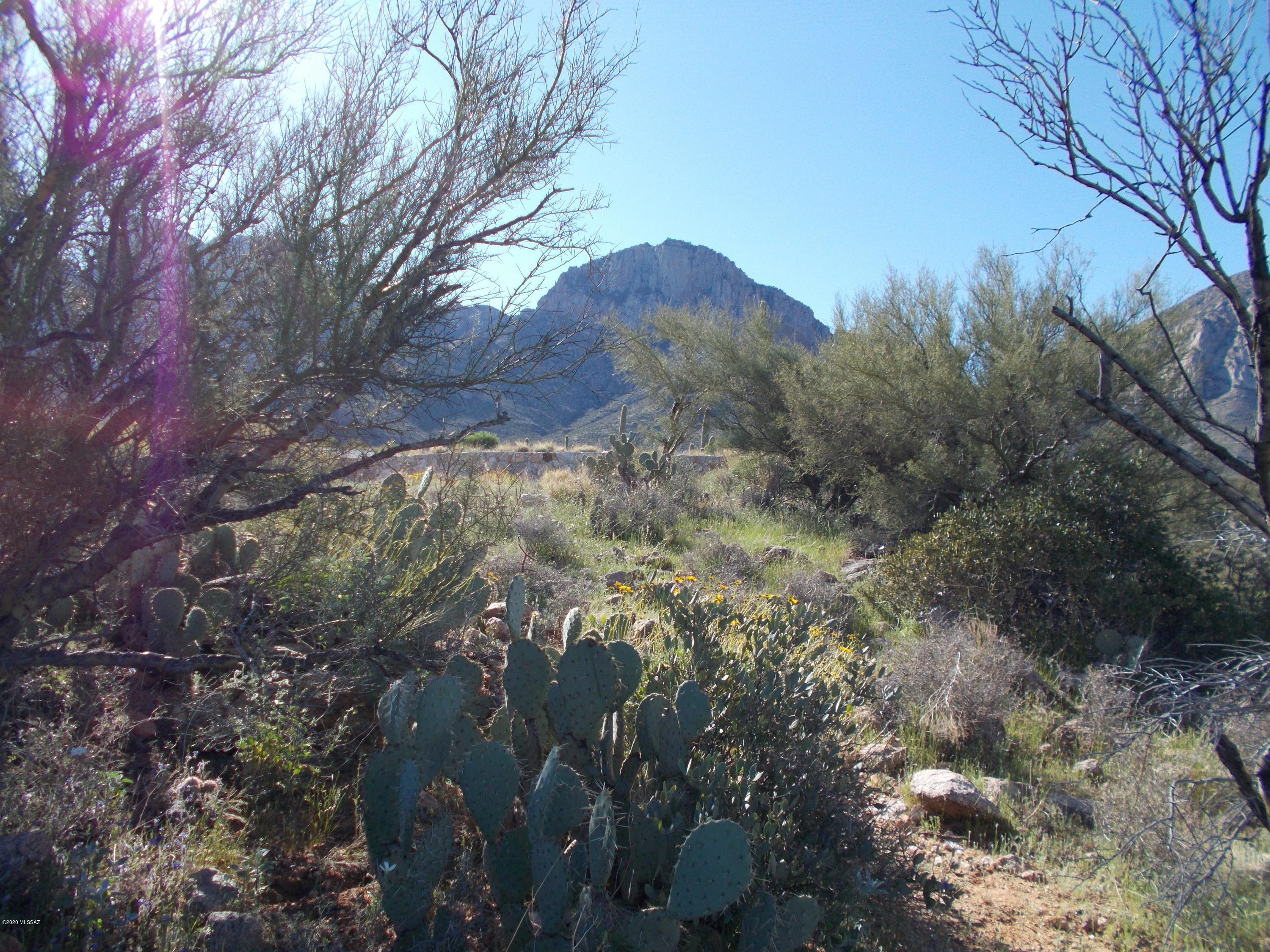 2280 Della Roccia Court, Unit 19 Oro Valley, AZ 85737 - Photo 19 of 20 a view of a tree in a forest