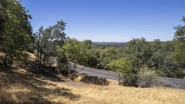 a view of a forest with trees in the background