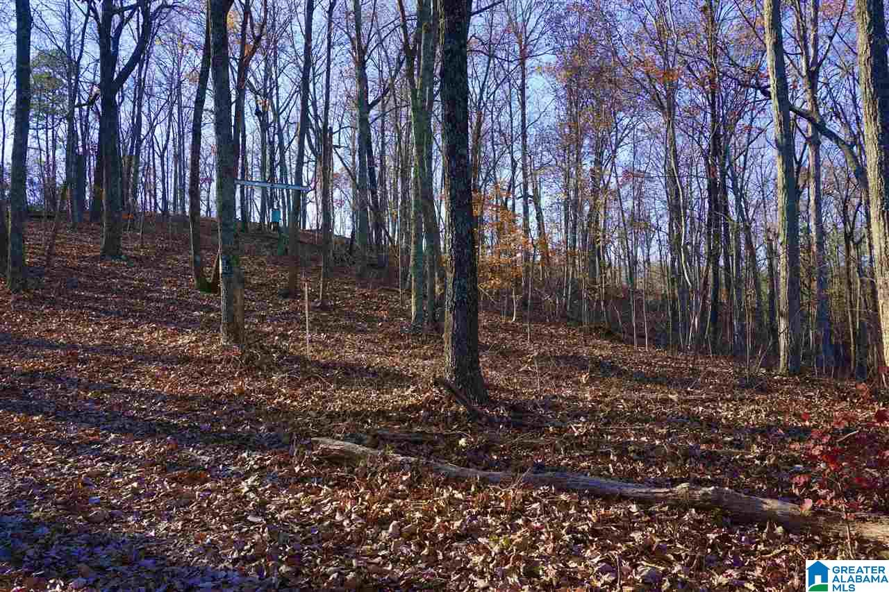 0 Whites Gap Road Jacksonville, AL 36265 - Photo 29 of 31