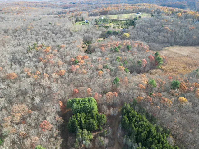a view of a yard with plants