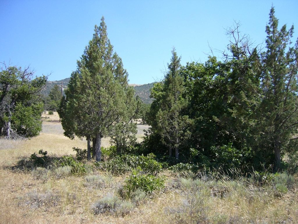 10 Acres Omega Road Montague, CA 96064 - Photo 9 of 16 Gallery Image 9