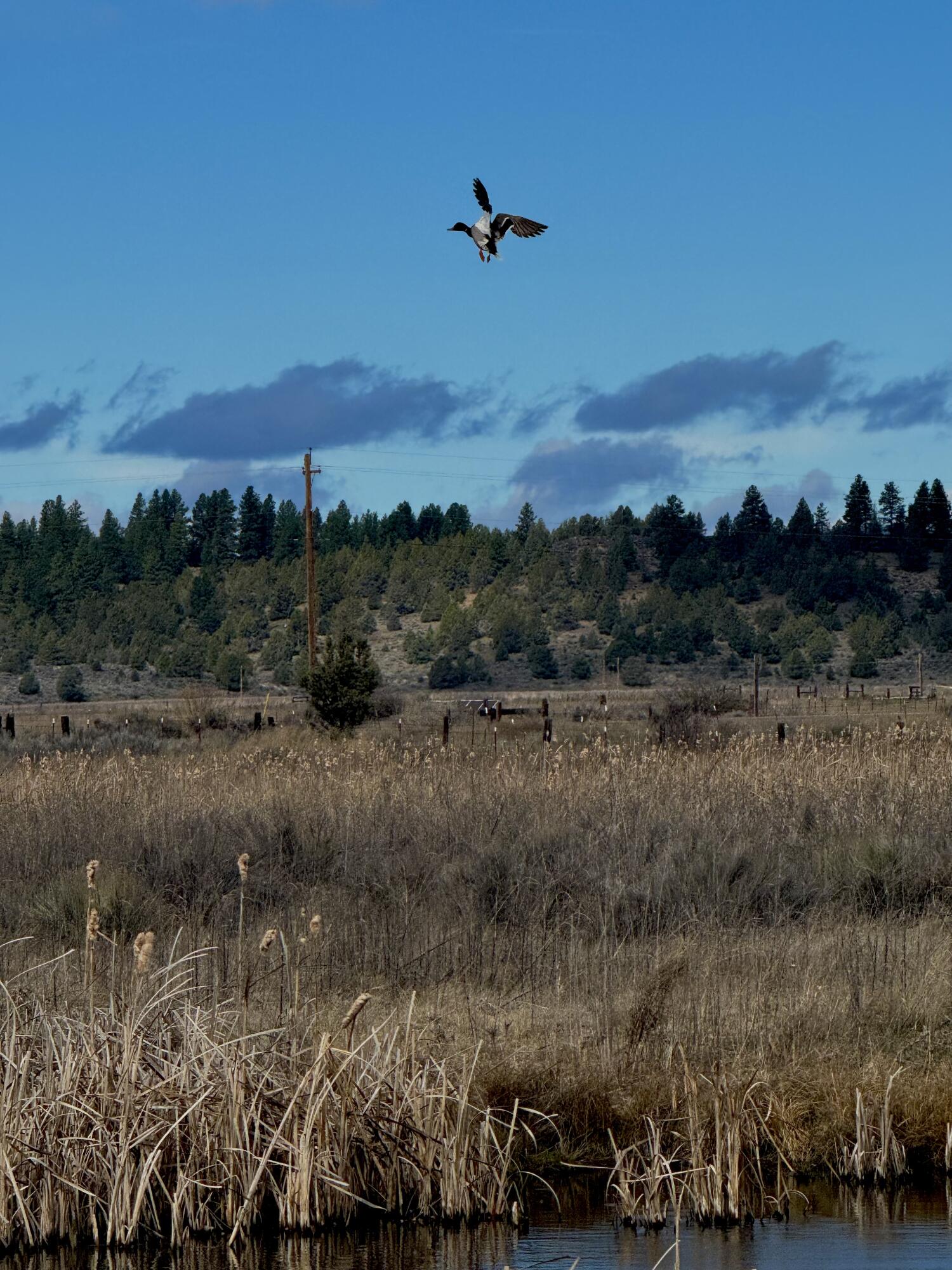 27111 Godowa Springs Road Beatty, OR 97621 - Photo 15 of 24 Beatty