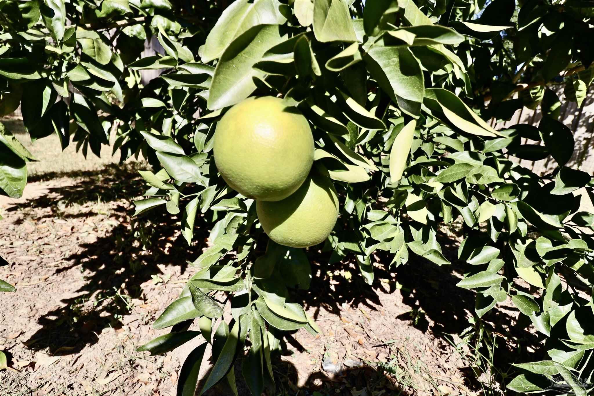 3934 Fielding Court Pace, FL 32571 - Photo 44 of 49 a backyard of a house with table and chairs