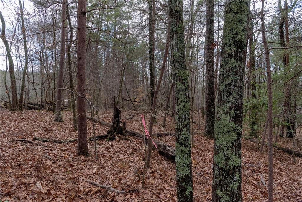 1475 Paradise Park Road Cornelia, GA 30531 - Photo 4 of 8 a view of a forest with trees in the background