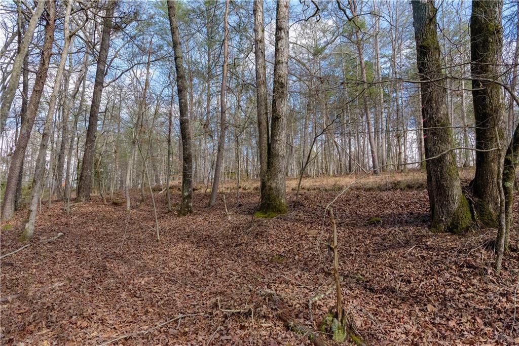 1475 Paradise Park Road Cornelia, GA 30531 - Photo 6 of 8 a backyard of a house with lots of green space