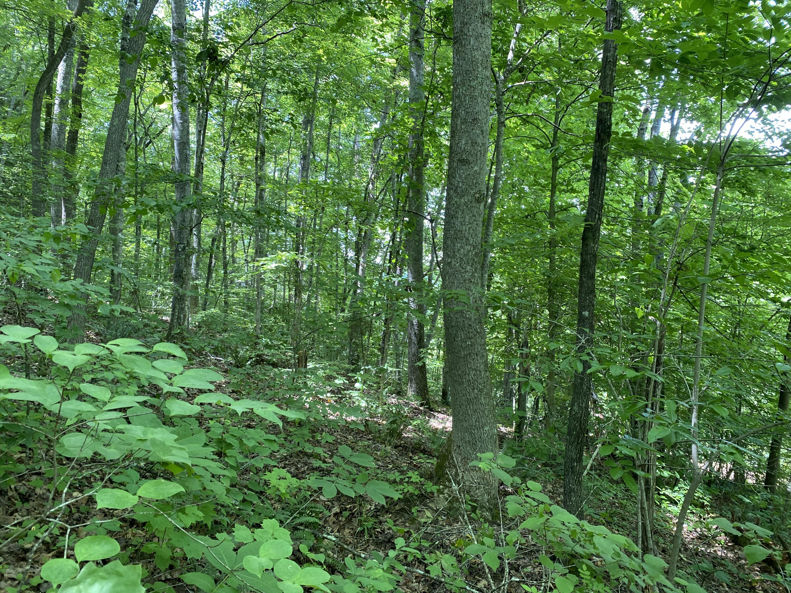 3450 Chaney Ridge Road London, KY 40741 - Photo 12 of 28 9A307820-6177-48F2-9B5B-76E709C5A973