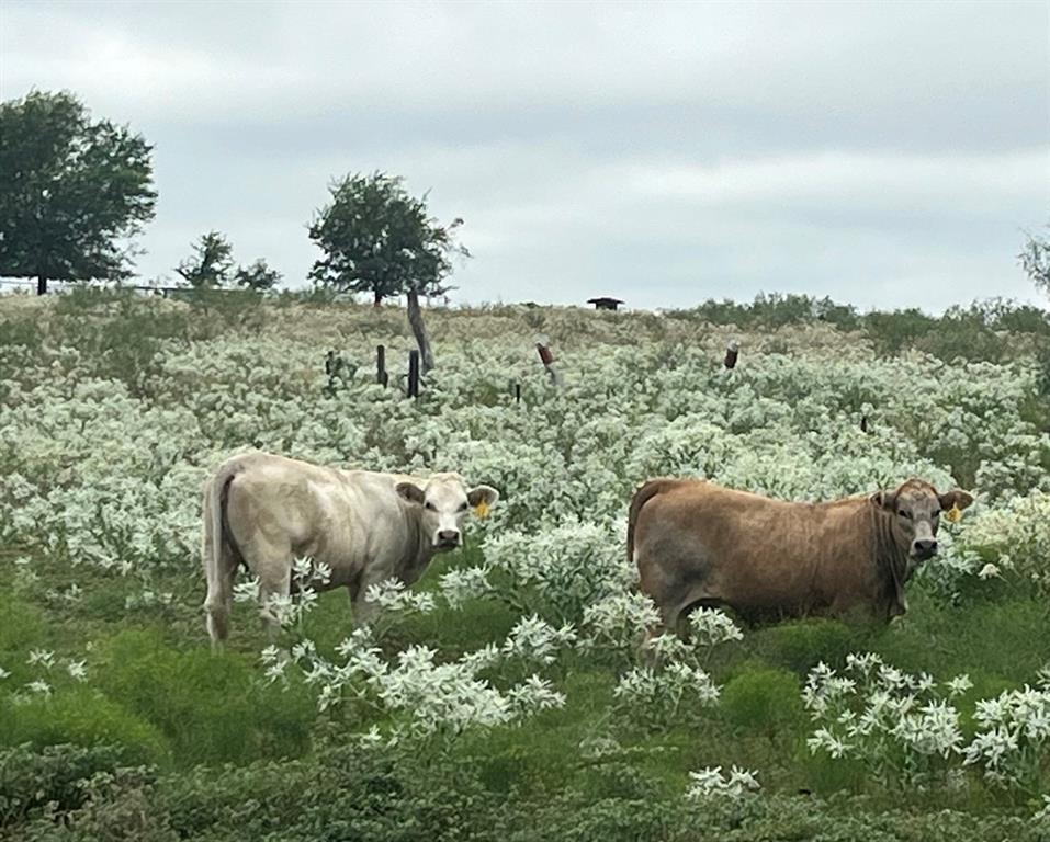 a view of a garden with large trees