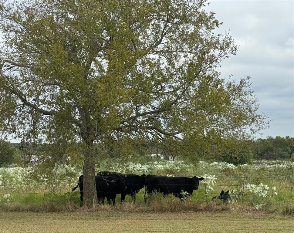 6096 Abner Road Kaufman, TX 75142 - Photo 3 of 21 a front view of a house with a yard