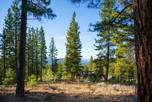 a view of a tree in a yard