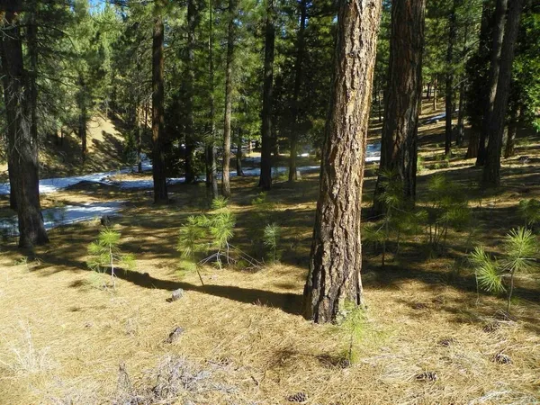 a view of a yard with trees