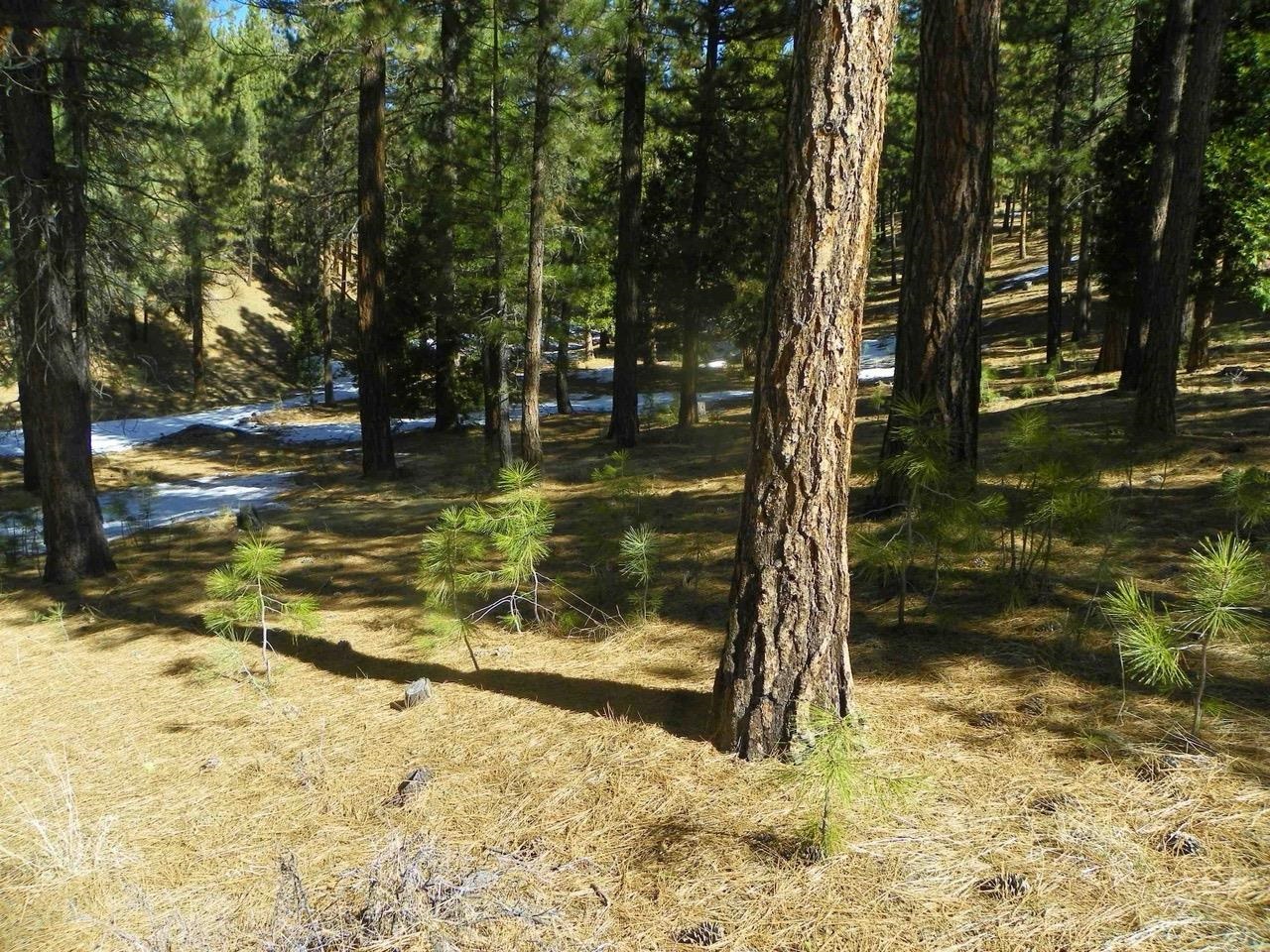 462 Grizzly Ranch Road Portola, CA 96122 - Photo 8 of 8 a view of a yard with trees