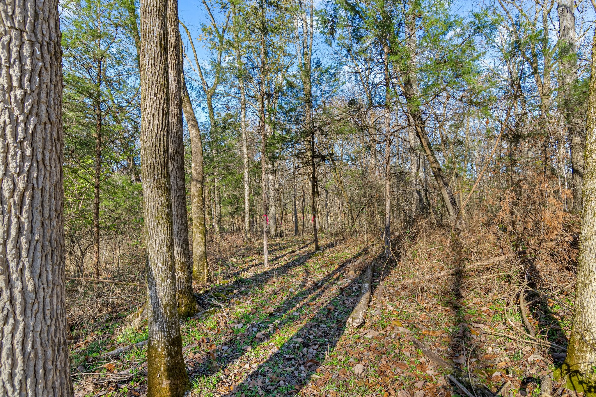 0 Smithson Road College Grove, TN 37046 - Photo 23 of 25