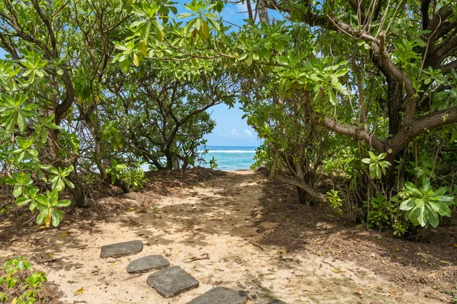a view of a yard with plants and large trees