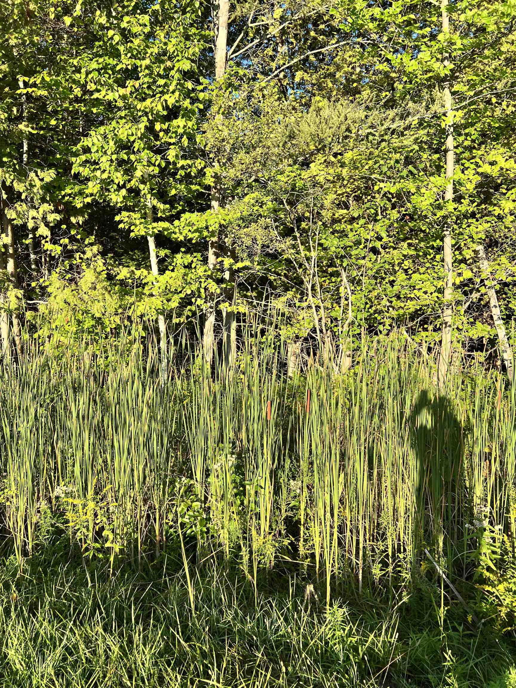 083-10 Swamp Road Beulah, MI 49617 - Photo 7 of 7