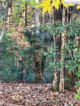 a view of a large yard with plants and large trees