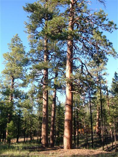 0 Lockett Ranches Flagstaff, AZ 86001 - Photo 15 of 17 Additional Photo