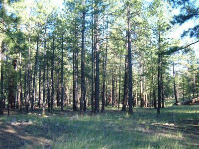 0 Lockett Ranches Flagstaff, AZ 86001 - Photo 4 of 17 Additional Photo