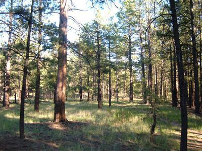 0 Lockett Ranches Flagstaff, AZ 86001 - Photo 6 of 17 Additional Photo