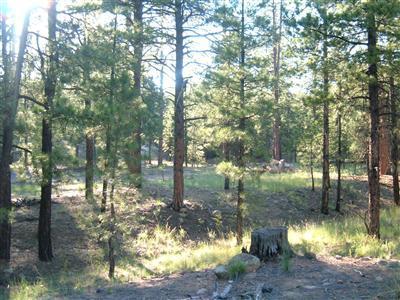 0 Lockett Ranches Flagstaff, AZ 86001 - Photo 7 of 17 Additional Photo